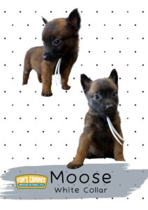 Two brown puppies with white collars are shown on a white background with black polka dots. A label at the bottom reads "Moose, White Collar" with Fon's Canines logo.