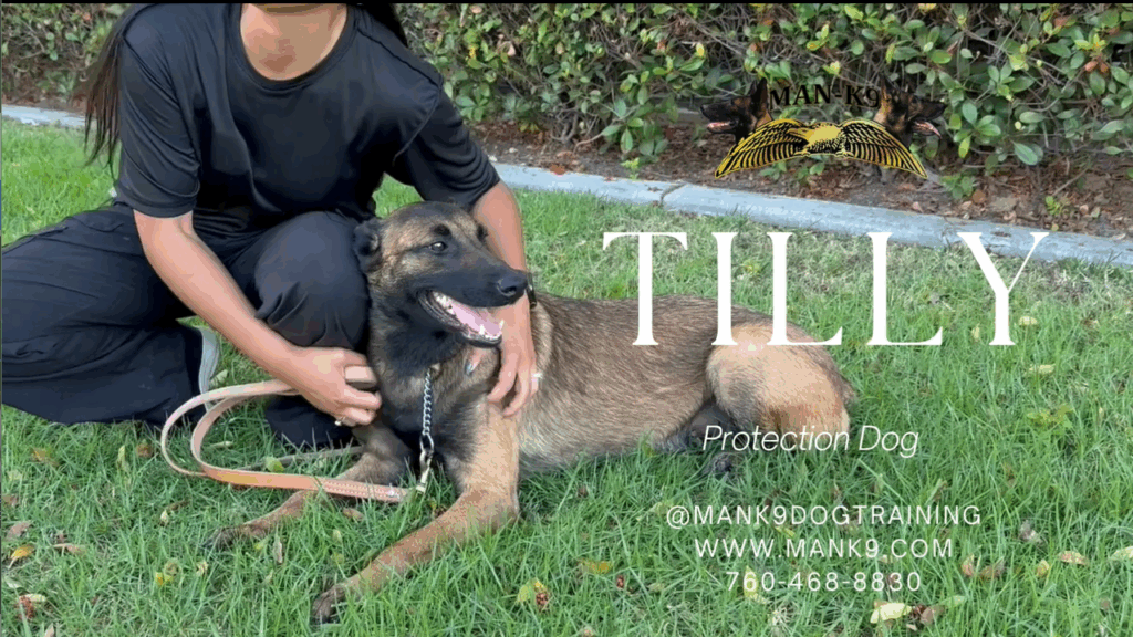 A person in black sits on grass holding a Belgian Malinois dog on a leash. The text reads, "Tilly, Protection Dog" with contact info for MANK9 Dog Training.