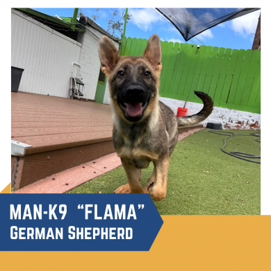 A German Shepherd puppy named Flama stands on artificial turf next to a wooden deck in a yard with a green fence. Text overlay reads "Man-K9 'Flama' German Shepherd.